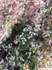 Platysace linearifolia