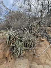 Agave capensis