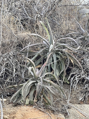 Agave capensis