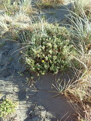 Pimelea villosa