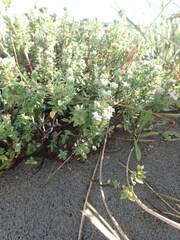 Pimelea villosa