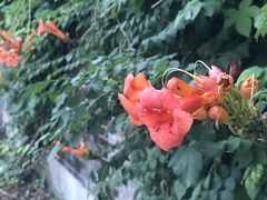 Campsis grandiflora