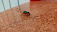 Edessa rufomarginata