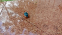 Edessa rufomarginata