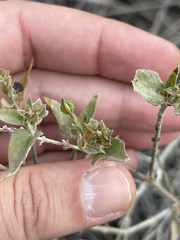Carlowrightia arizonica