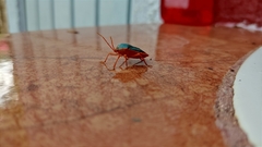 Edessa rufomarginata