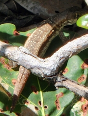 Leiocephalus carinatus