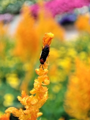 Eutomostethus ephippium