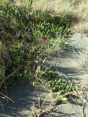 Acacia longifolia sophorae
