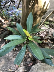 Tristaniopsis laurina