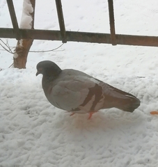 Columba livia domestica