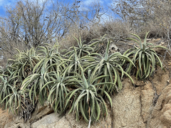 Agave capensis