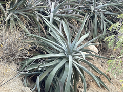 Agave capensis