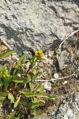 Solidago leiocarpa