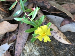 Hibbertia bracteata