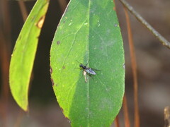 Bibio articulatus