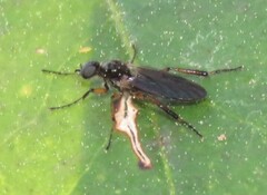 Bibio articulatus