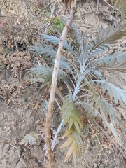 Bocconia frutescens
