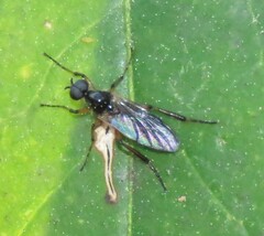 Bibio articulatus