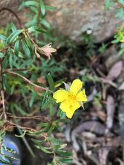 Hibbertia bracteata