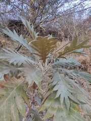 Bocconia frutescens