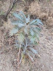 Bocconia frutescens