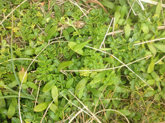 Apium prostratum filiforme