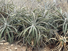 Agave capensis