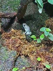 Phyllobates terribilis
