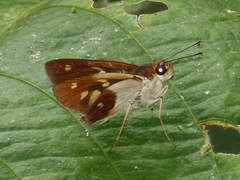 Calpodes esperi