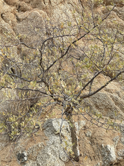 Bursera microphylla