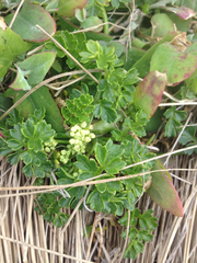 Apium prostratum filiforme