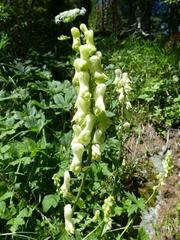 Aconitum lycoctonum