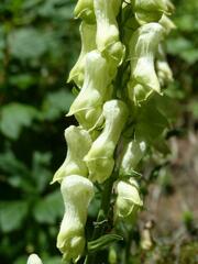 Aconitum lycoctonum