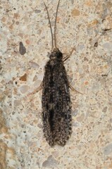 Ecnomidae