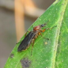 Bibio articulatus
