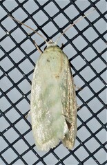 Earias paralella