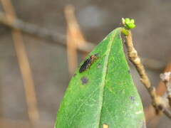 Bibio articulatus