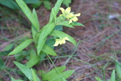 Lysimachia lanceolata
