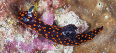 Nembrotha