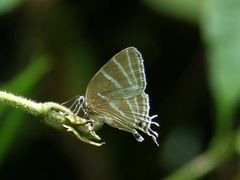 Laothus barajo