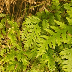 Pteris macilenta