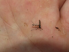 Anopheles punctipennis
