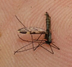 Anopheles punctipennis