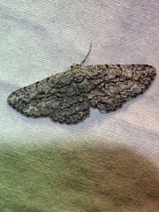 Hypomecis umbrosaria