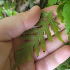 Pteris macilenta