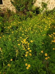 Coreopsis basalis