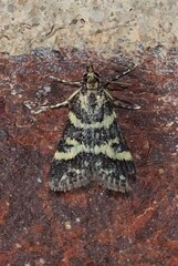 Scoparia spelaea