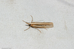 Orocrambus ramosellus