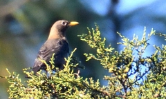 Turdus rufitorques